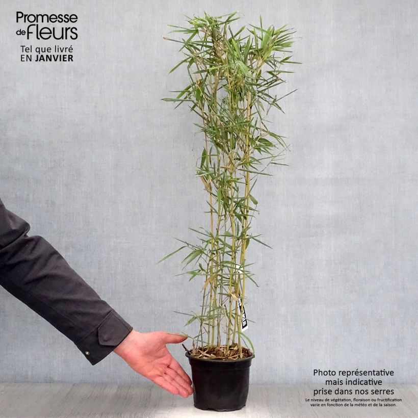 Spécimen de Phyllostachys humilis - Bambou moyen pot 2L tel que livré en hiver