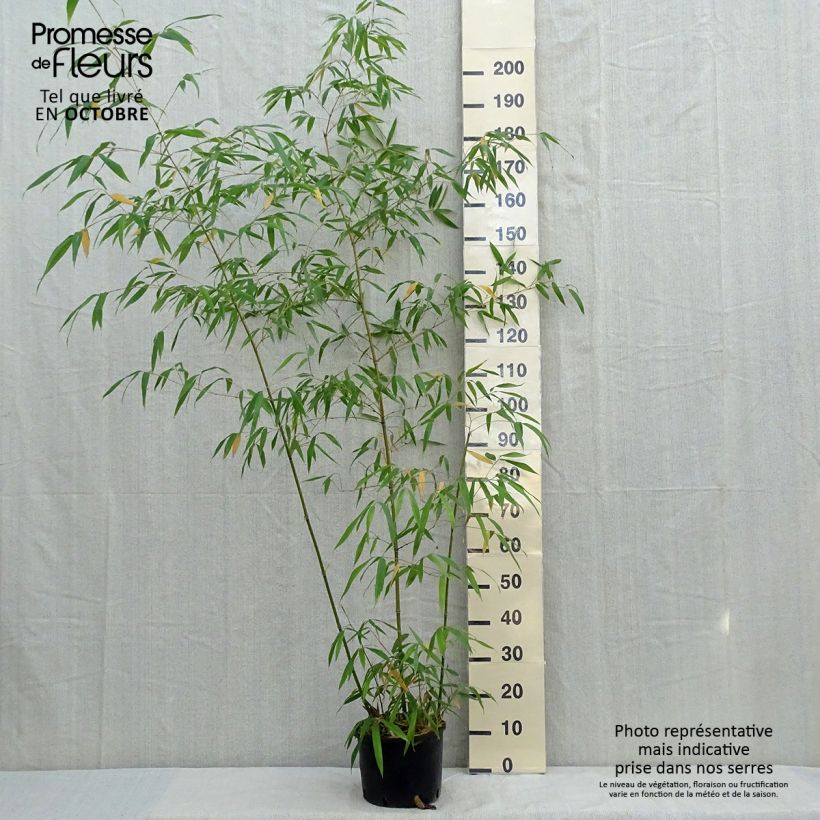 Spécimen de Phyllostachys iridescens - Bambou géant tel que livré en automne