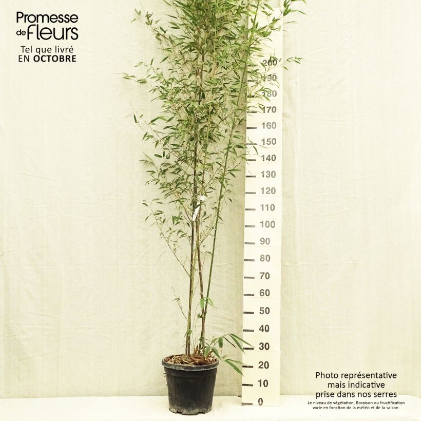 Spécimen de Phyllostachys nigra Boryana - Bambou géant tel que livré en automne