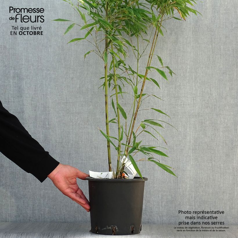 Spécimen de Phyllostachys nigra Boryana - Bambou géant pot 5L 60/80 cm tel que livré en automne