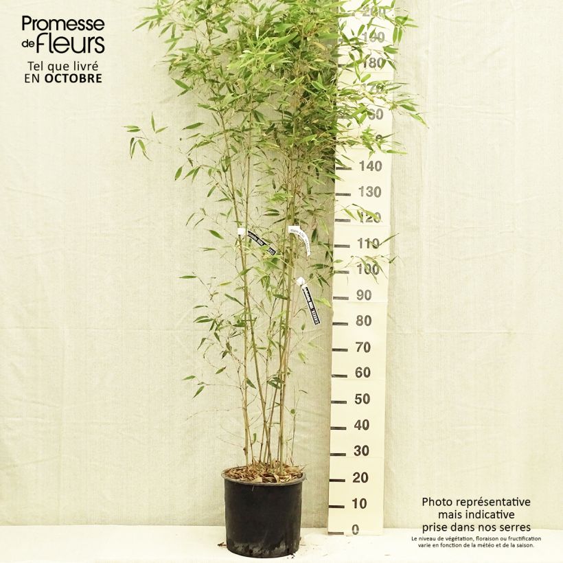 Spécimen de Phyllostachys nigra Henonis - Bambou géant tel que livré en automne