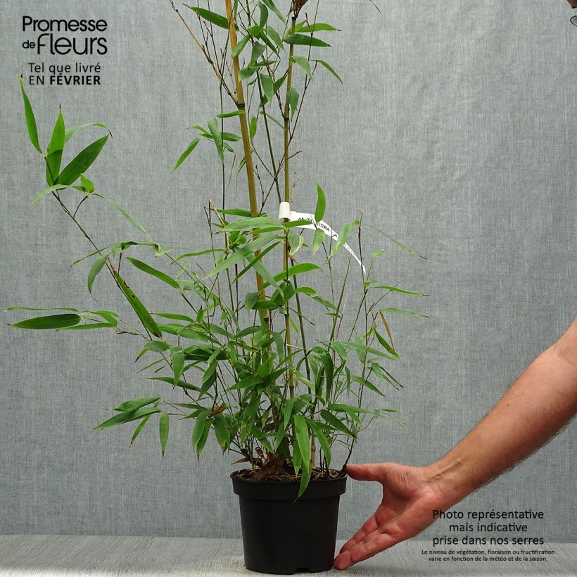 Spécimen de Phyllostachys nigra Henonis - Bambou géant tel que livré en automne