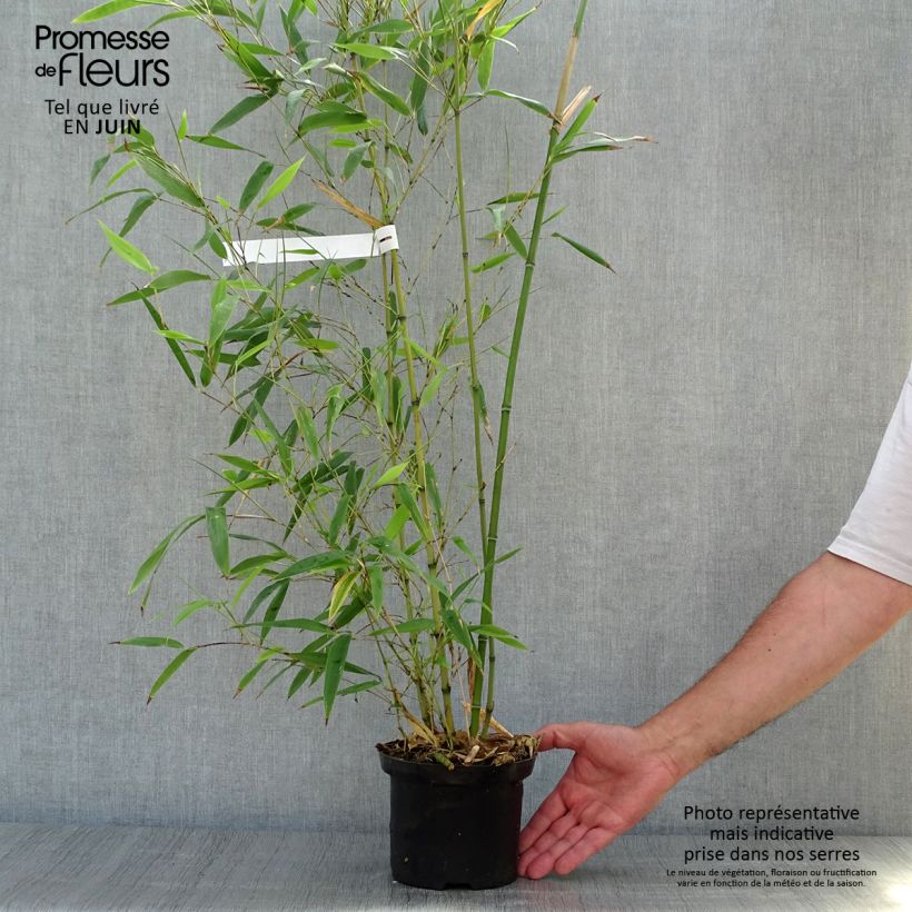 Spécimen de Phyllostachys nigra Henonis - Bambou géant tel que livré en été