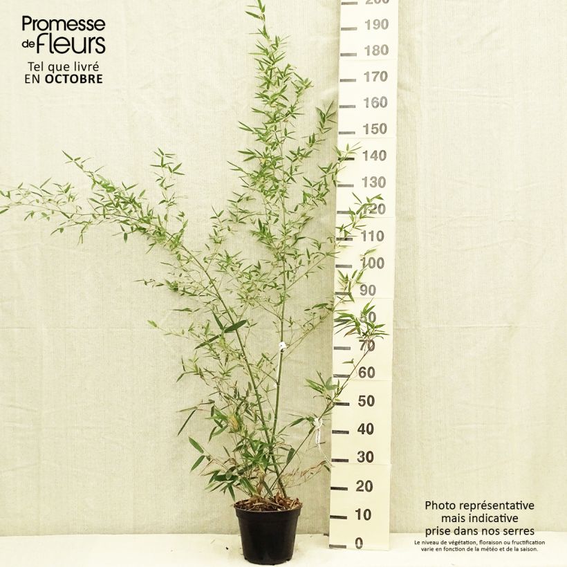 Spécimen de Phyllostachys parvifolia - Bambou géant tel que livré en automne