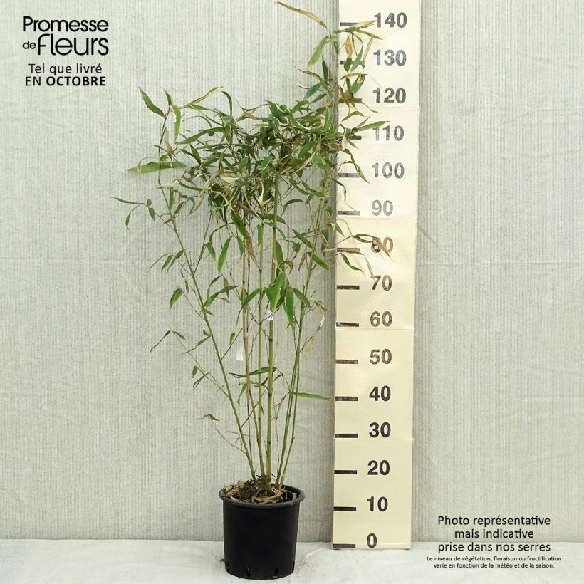 Spécimen de Phyllostachys rubromarginata - Bambou moyen tel que livré en automne