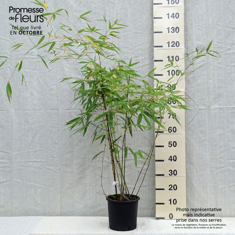 Spécimen de Phyllostachys viridiglaucescens - Bambou géant tel que livré en automne