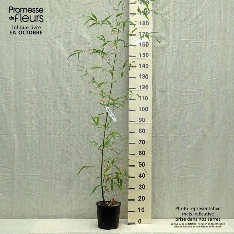 Spécimen de Phyllostachys vivax Aureocaulis - Bambou géant tel que livré en automne