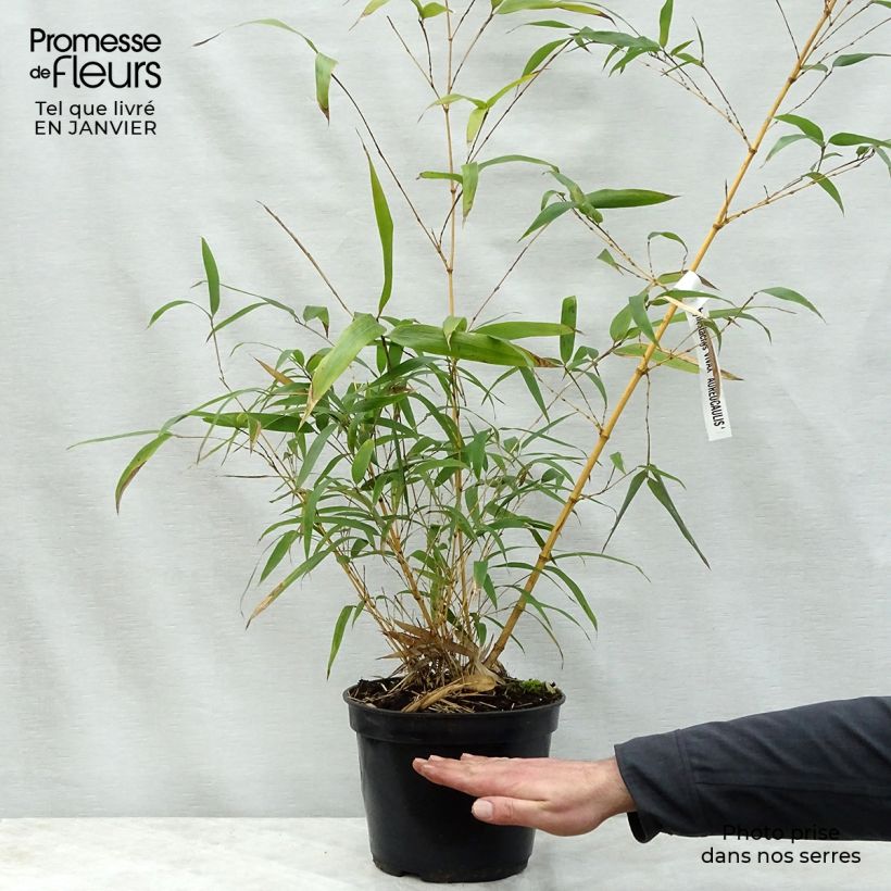 Spécimen de Phyllostachys vivax MacClure (type) - Bambou géant tel que livré en hiver