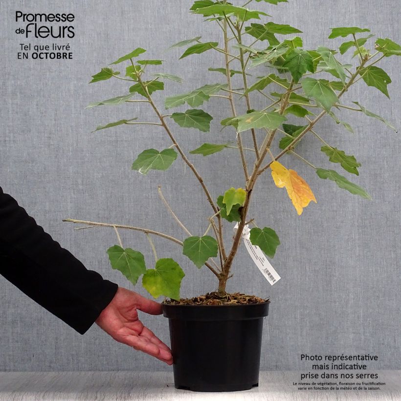 Spécimen de Phymosia umbellata  Pot de 4L/5L tel que livré en automne