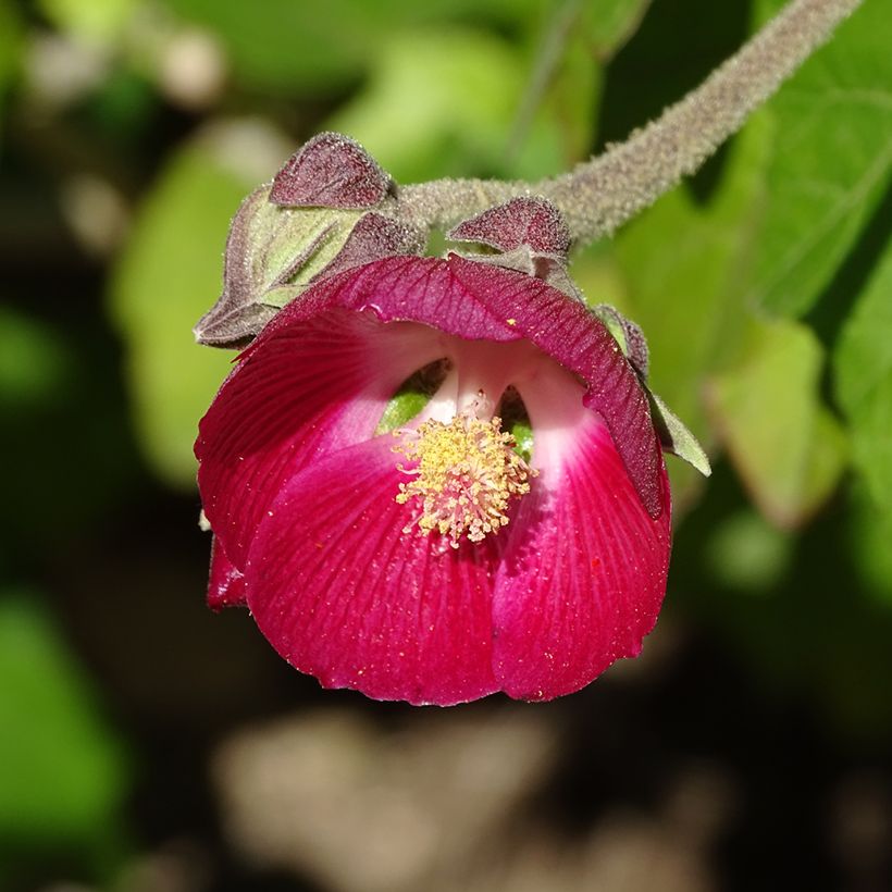 Phymosia umbellata  (Floraison)