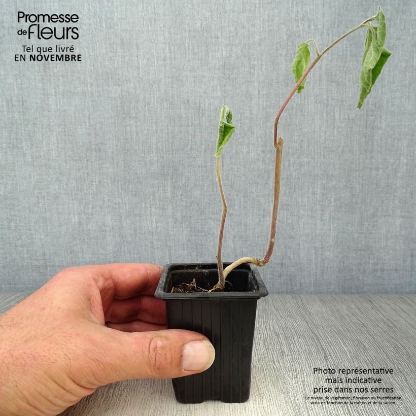 Spécimen de Physalis peruviana BIO en godet - Coqueret du Pérou Godet de 7/8 cm tel que livré en automne