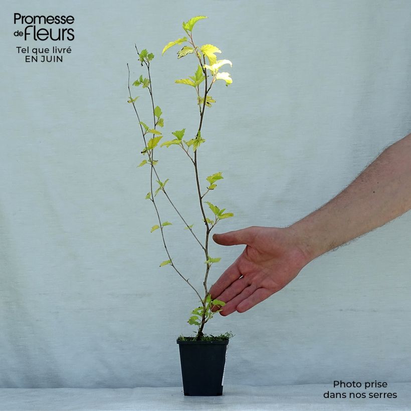 Spécimen de Physocarpus Dart s Gold - Physocarpe tel que livré en été