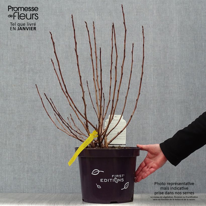 Spécimen de Physocarpus opulifolius Amber Jubilee tel que livré en hiver