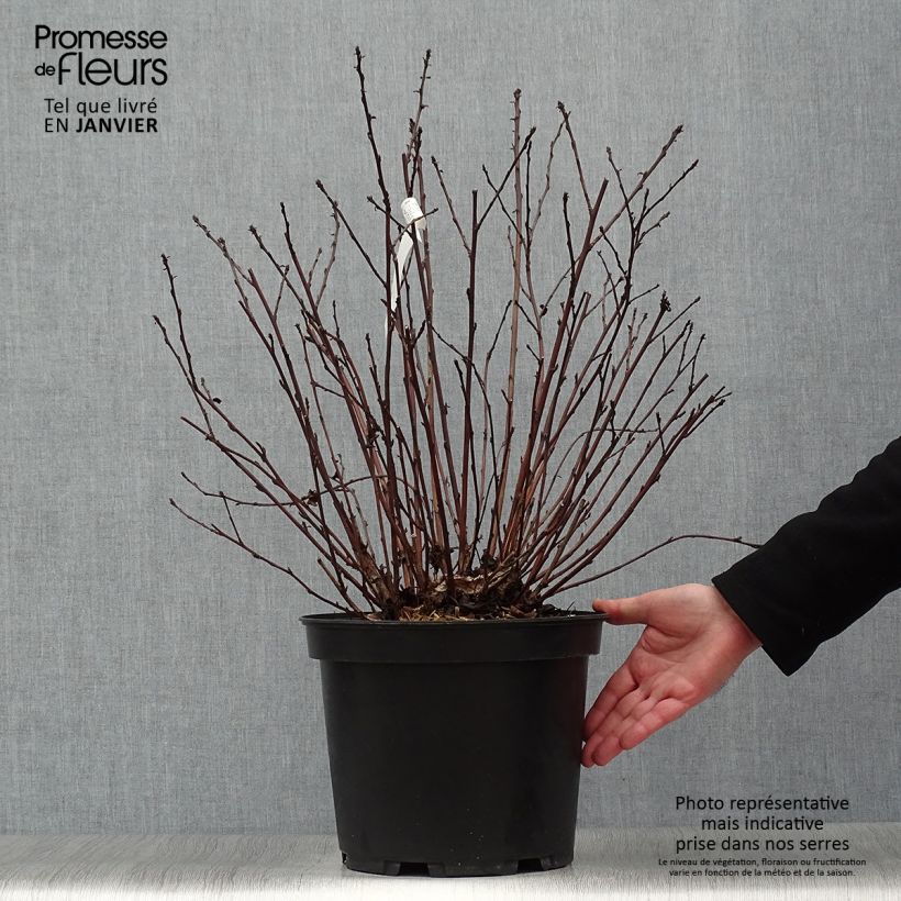 Spécimen de Physocarpus opulifolius Black Light - Physocarpe tel que livré en hiver