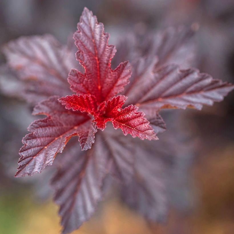 Physocarpus opulifolius Fireside - Physocarpe à feuilles d'obier (Feuillage)