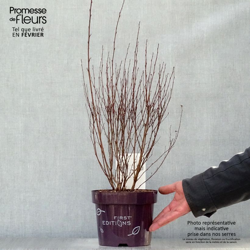 Spécimen de Physocarpus opulifolius Little Devil - Pot de 3,5L tel que livré en hiver