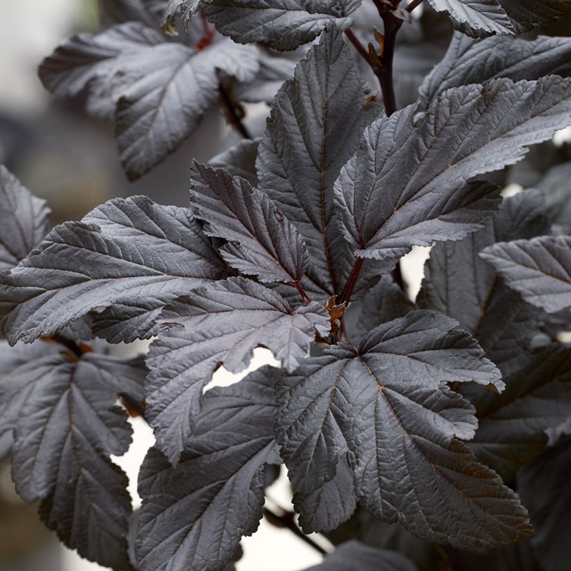 Physocarpus opulifolius Little Ninja - Physocarpe (Feuillage)