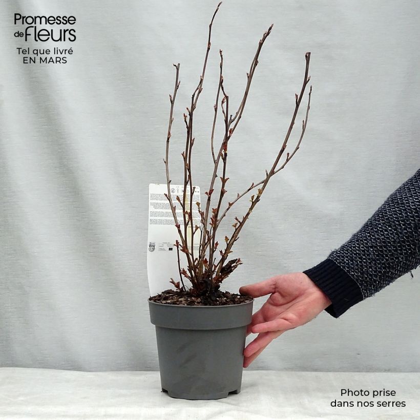 Spécimen de Physocarpus opulifolius Perspektiva Pot de 2L/3L tel que livré en hiver