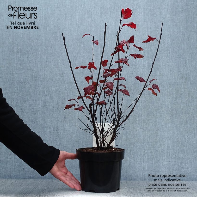 Spécimen de Physocarpus opulifolius Summer Wine Pot de 3L/4L tel que livré en automne