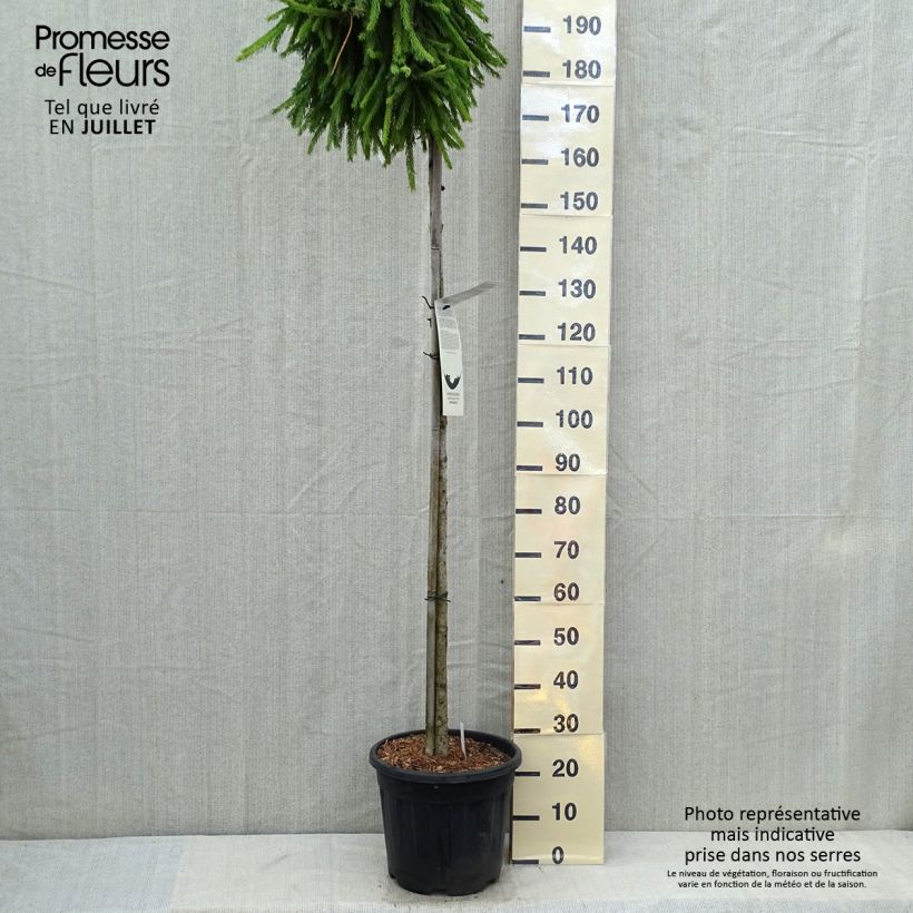 Spécimen de Picea abies Frohburg - Epicea pleureur                            tel que livré en été