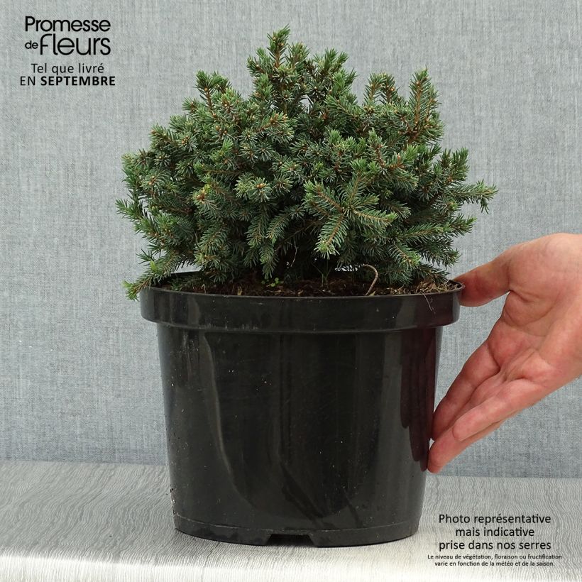 Spécimen de Picea glauca Echiniformis Echt - Epinette blanche                    Pot de 4L/5L tel que livré en automne