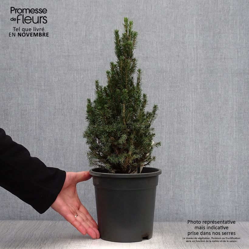 Spécimen de Picea glauca Laurin - Epinette blanche                              tel que livré en automne
