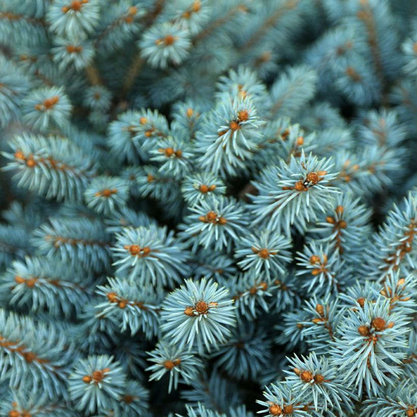 Epicéa bleu - Picea pungens Tokarz (Feuillage)