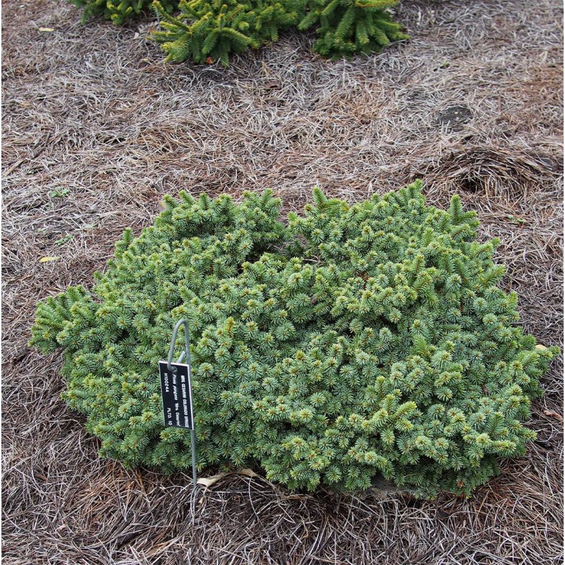 Épicéa bleu - Picea pungens Mrs Cesarini (Port)