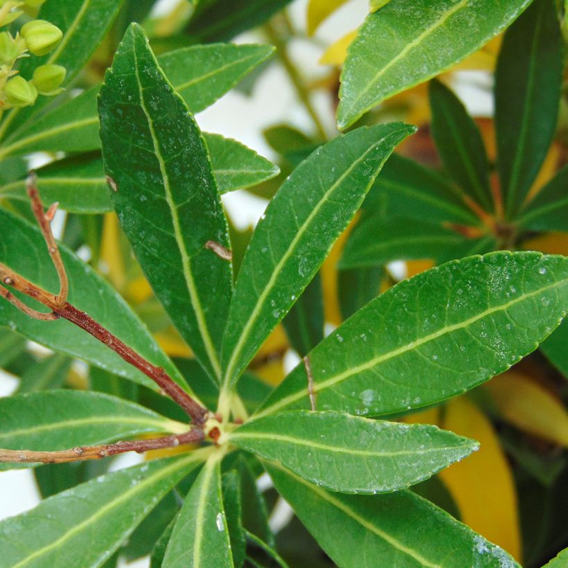 Pieris japonica Debutante - Andromède du Japon (Feuillage)