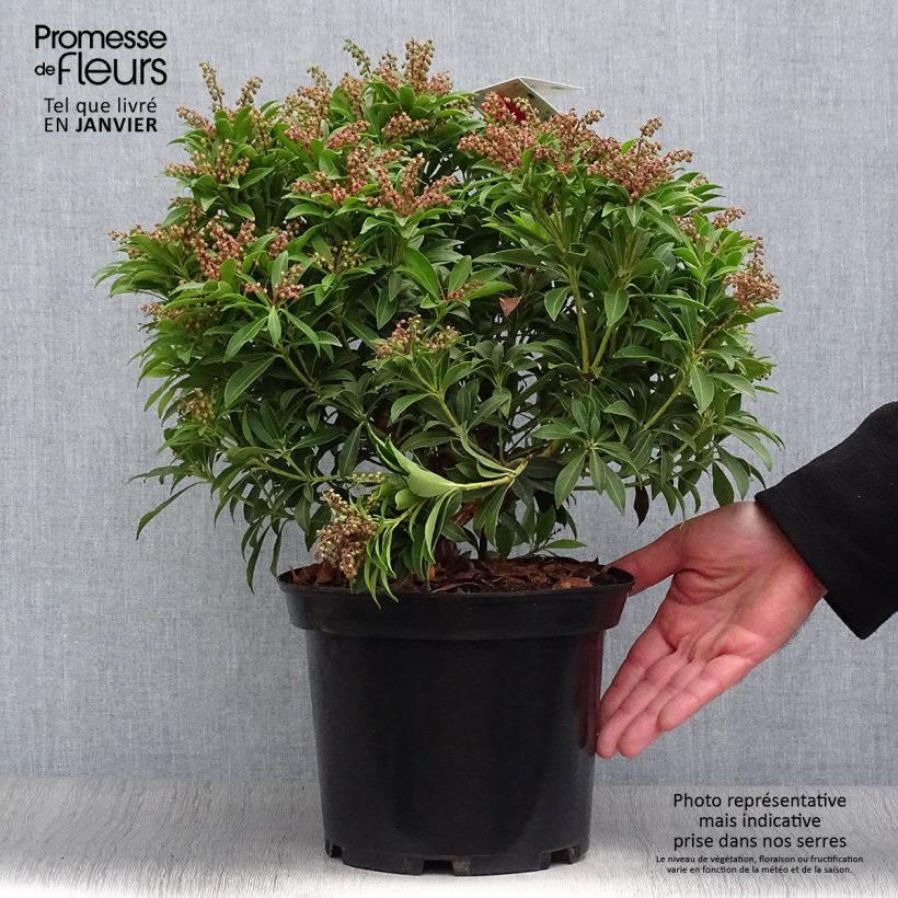 Spécimen de Pieris japonica Debutante - Andromède du Japon en pot de 4L/5L tel que livré en hiver