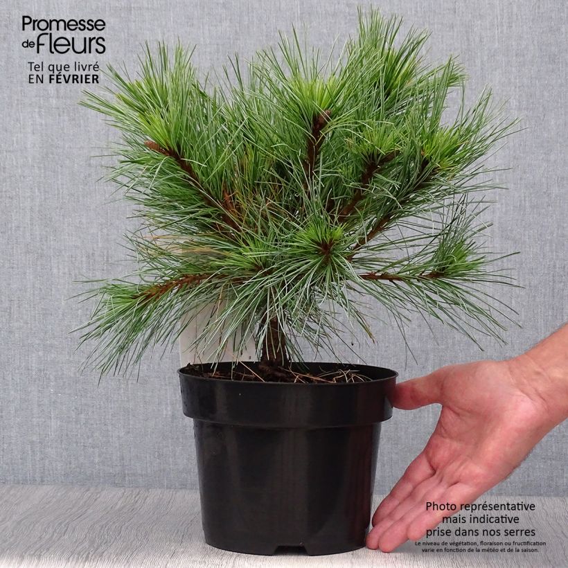 Spécimen de Pin Weymouth - Pinus strobus Blue Shag en pot de 2l/3l tel que livré en automne