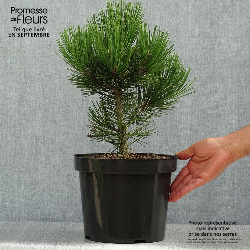 Spécimen de Pin de Bosnie - Pinus heldreichii Malinkii en pot de 7,5l/10l tel que livré en automne