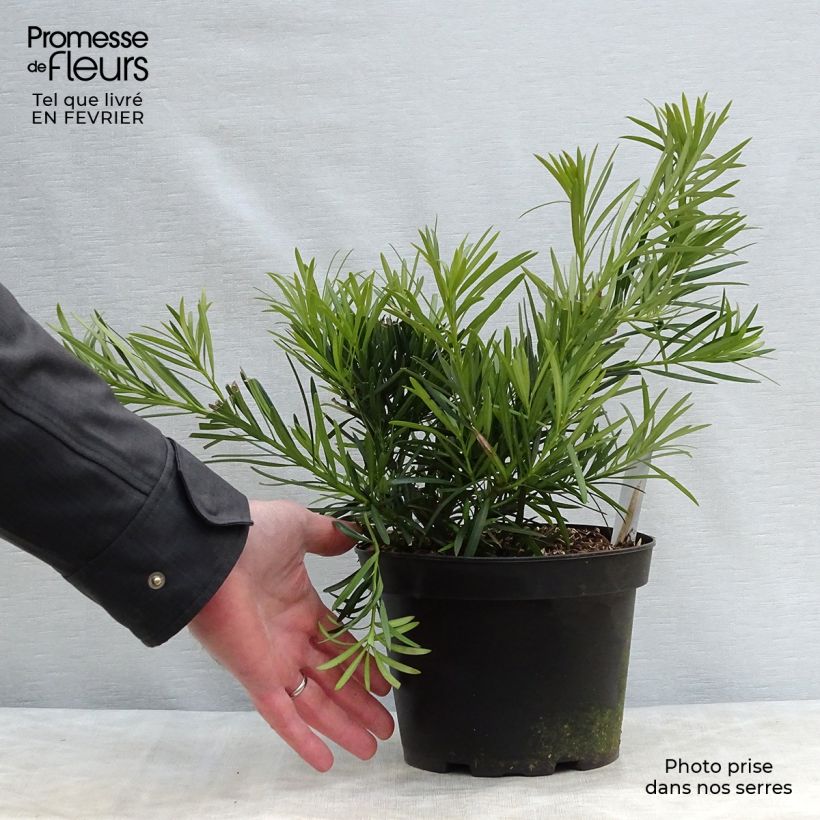 Spécimen de Pin des bouddhistes - Podocarpus macrophyllus Pot de 2L/3L tel que livré en hiver