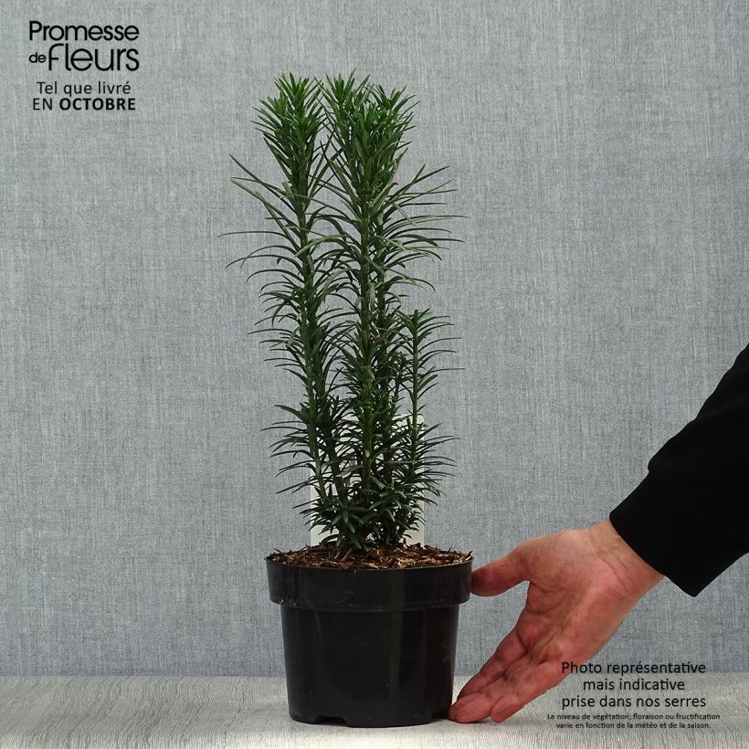 Spécimen de Pin japonais à queue de vache - Cephalotaxus harringtonia Fastigiata Pot de 2L/3L tel que livré en automne