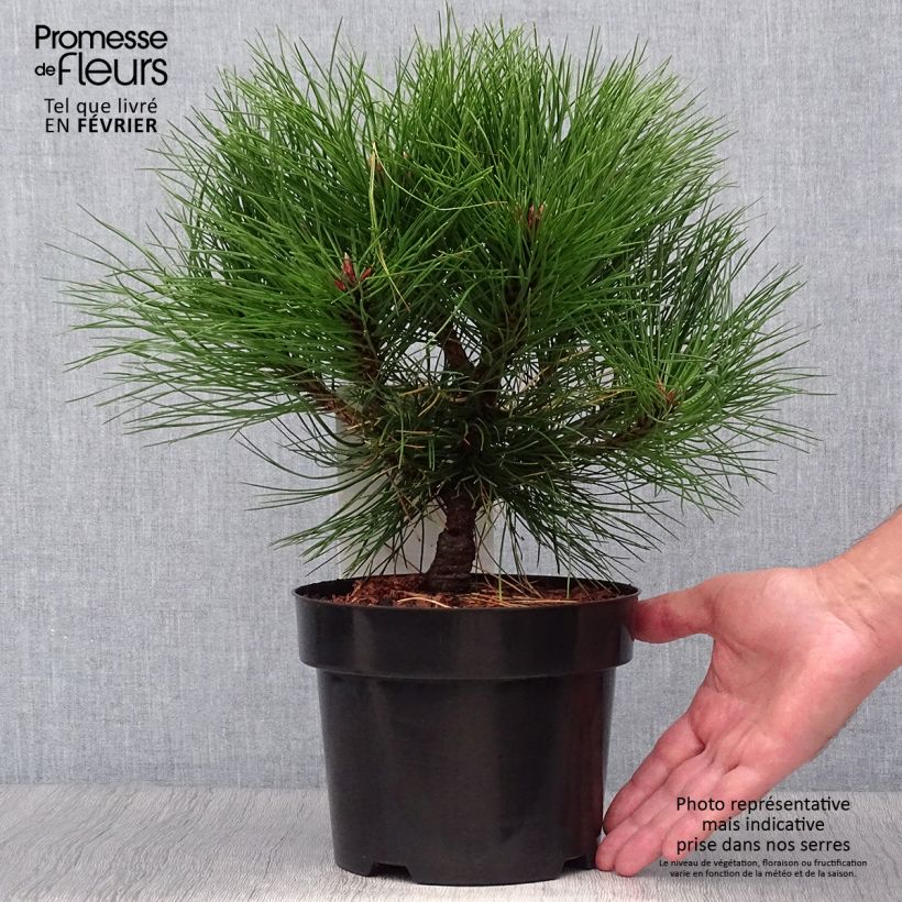 Spécimen de Pin noir - Pinus nigra Marie Brégéon en pot de 2L/3L tel que livré en automne