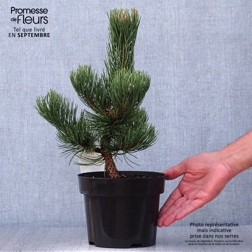 Spécimen de Pin noir - Pinus nigra Oregon Green en pot de 2L/3L tel que livré en automne