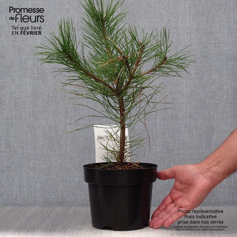 Spécimen de Pin noir d'Autriche - Pinus nigra nigra en pot de 2L/3L tel que livré en automne