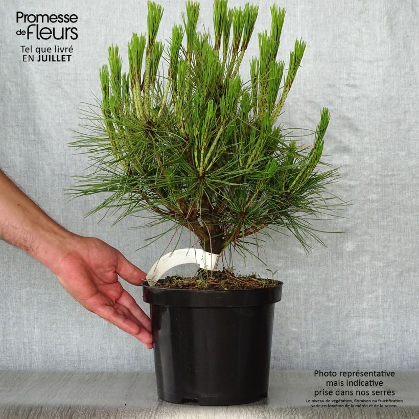 Spécimen de Pin rouge du Japon - Pinus densiflora Alice Verkade                 tel que livré en été