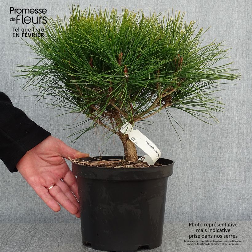 Spécimen de Pin rouge du Japon - Pinus densiflora Alice Verkade                 Pot de 4L/5L tel que livré en hiver