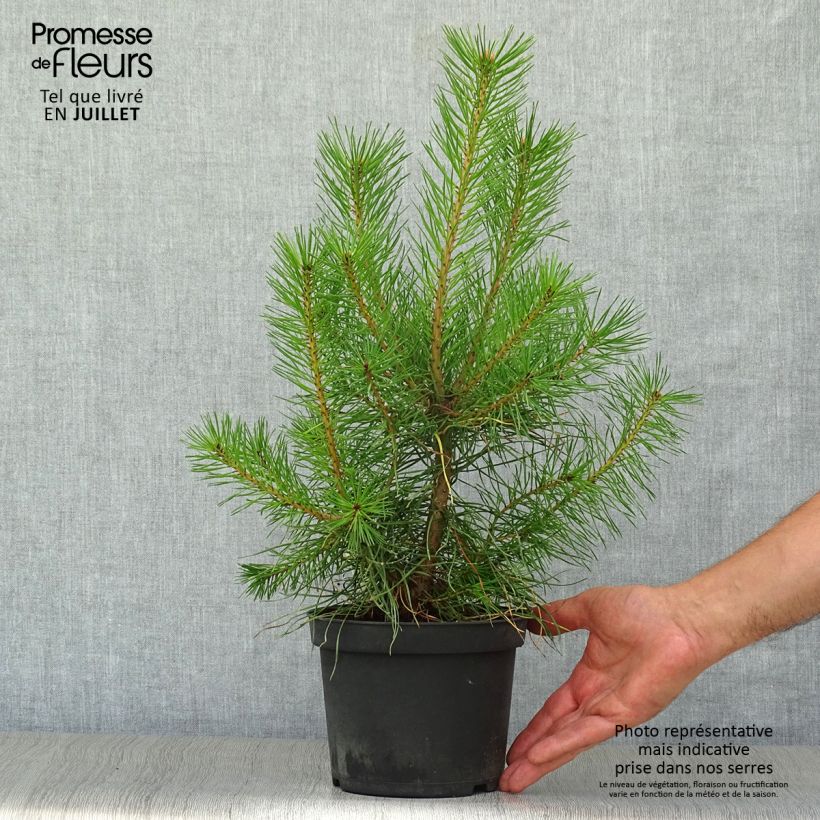 Spécimen de Pin sylvestre - Pinus sylvestris tel que livré en été