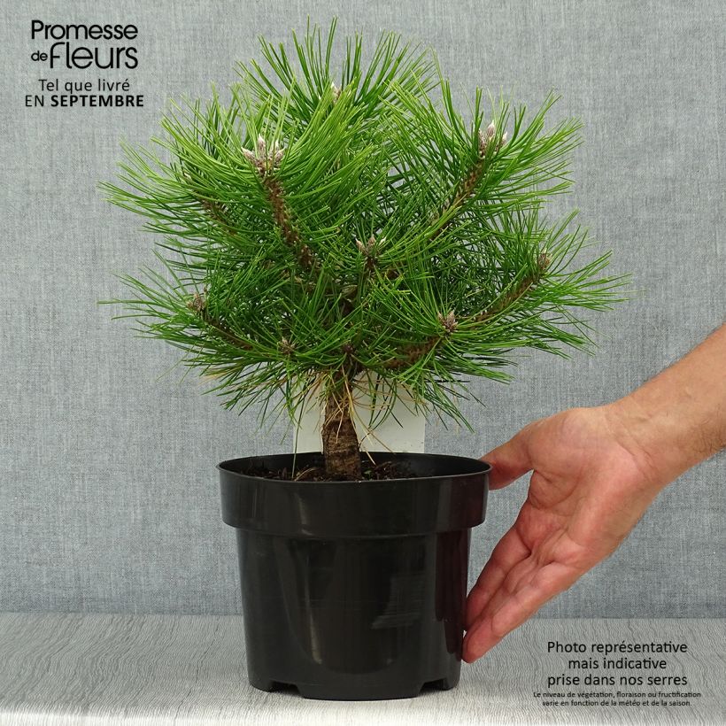 Spécimen de Pinus densiflora Jane Kluis - Pin rouge du Japon tel que livré en automne
