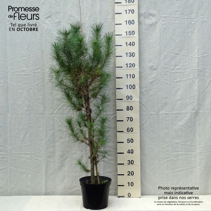 Spécimen de Pinus insignis (radiata) - Pin de Monterey tel que livré en automne