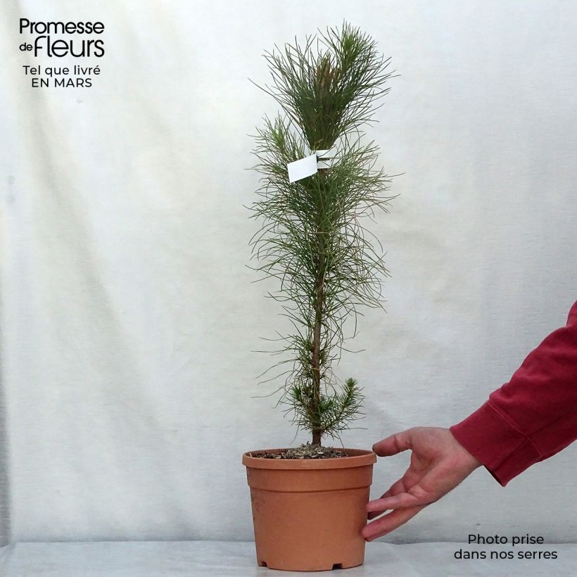 Spécimen de Pinus insignis (radiata) - Pin de Monterey tel que livré en hiver