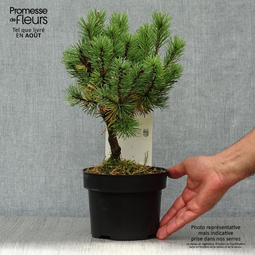 Spécimen de Pinus mugo Mops - Pin de montagne tel que livré en été