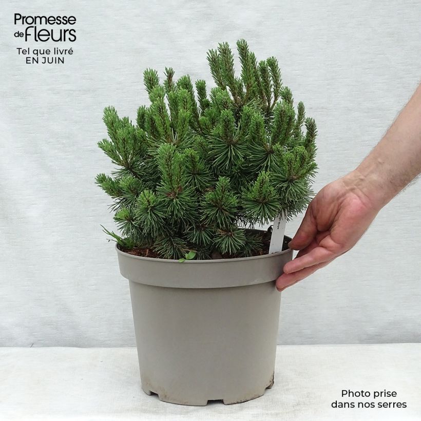 Spécimen de Pinus mugo Mops - Pin de montagne tel que livré en été