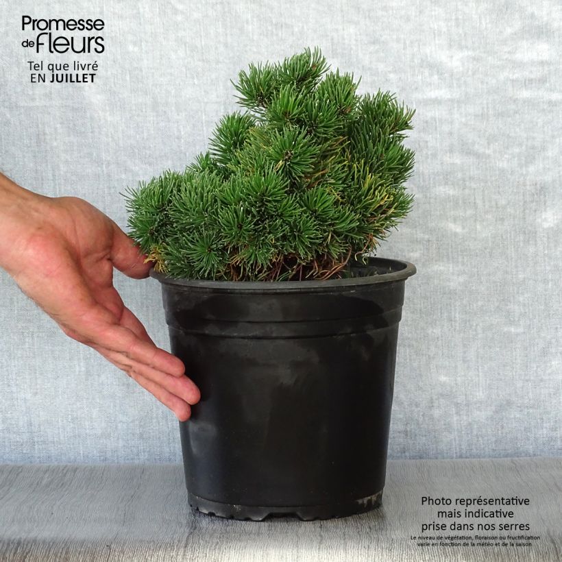 Spécimen de Pinus mugo Picobello - Pin nain des montagnes tel que livré en été