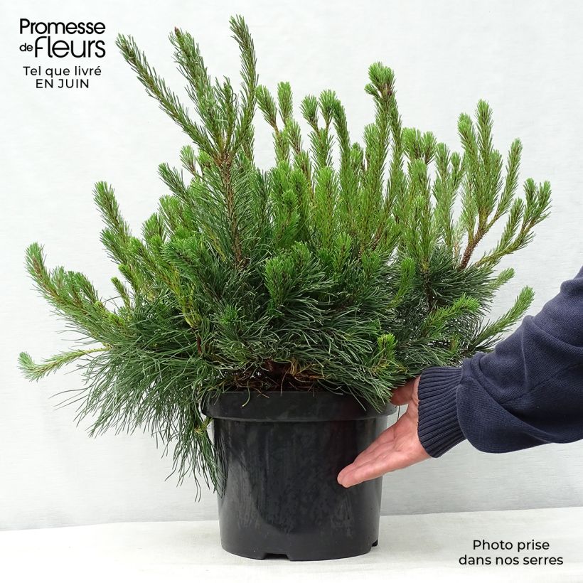 Spécimen de Pinus mugo pumilio - Pin de montagne tel que livré en été