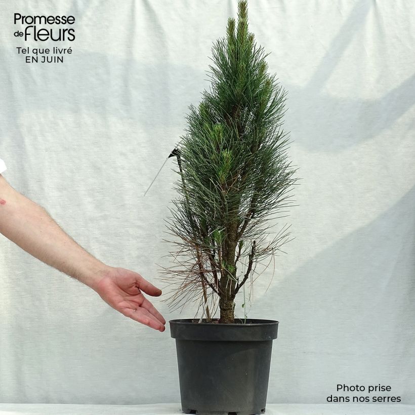 Spécimen de Pinus nigra Green Tower - Pin noir                          tel que livré en été