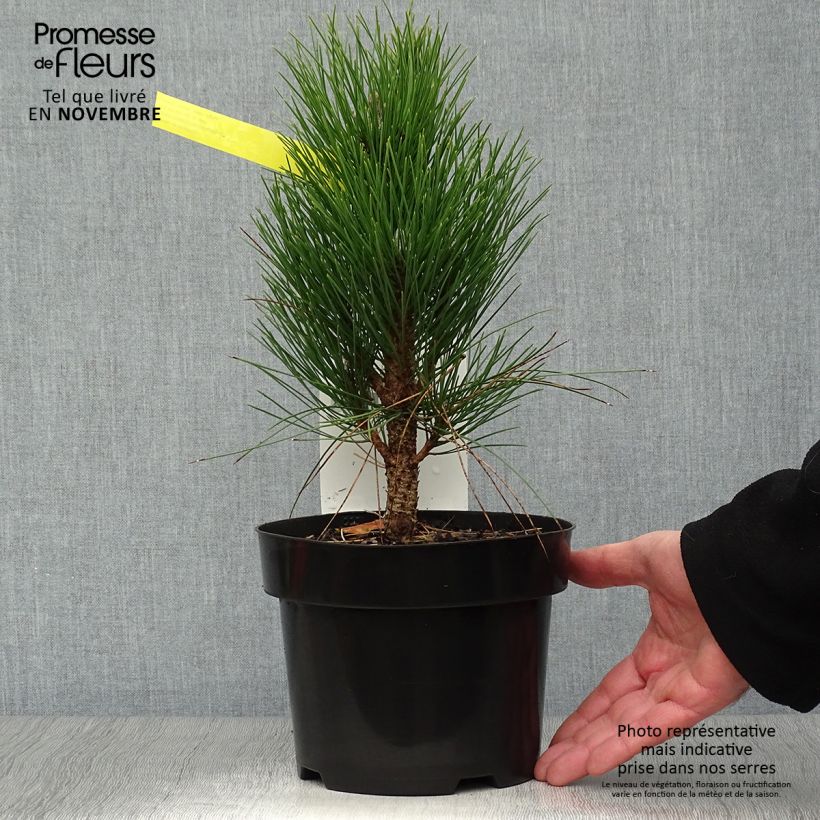 Spécimen de Pinus nigra Green Tower - Pin noir en pot de 2l/3l tel que livré en automne