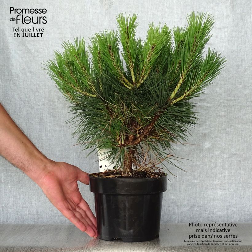 Spécimen de Pinus nigra Pierrick Brégeon  - Pin noir tel que livré en été